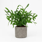 Phlebodium Blue Star - 35cm in einem modernen Studio mit modernem Topf