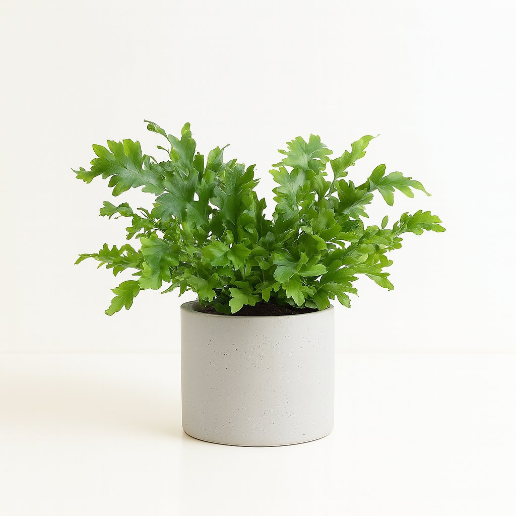 Phlebodium Davana - 35cm in einem modernen Studio mit modernem Topf