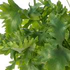 Phlebodium Davana - 35cm