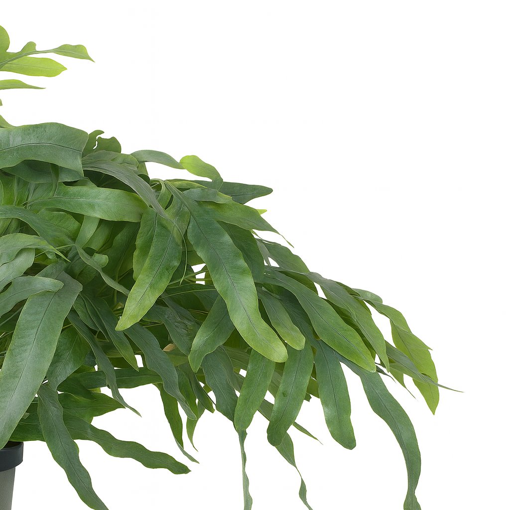 Phlebodium Aureum Blue Star - 50cm