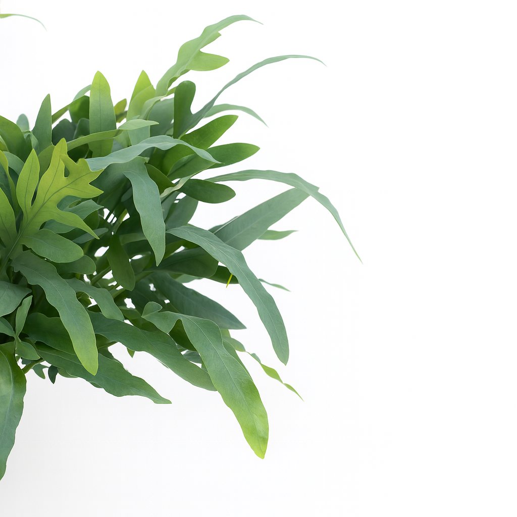 Phlebodium Aureum Blue Star - 50cm