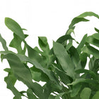 Phlebodium Blue Star - 35cm