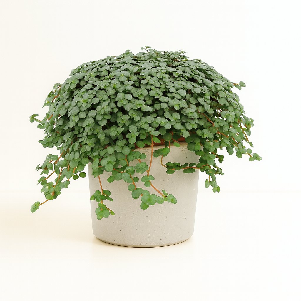 Pilea Glauca - 15cm in einem modernen Studio mit modernem Topf