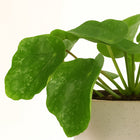 Pilea Sugar - 20cm
