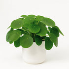 Pilea Peperomioides - 30cm in einem modernen Studio mit modernem Topf