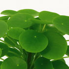 Pilea Peperomioides - 30cm