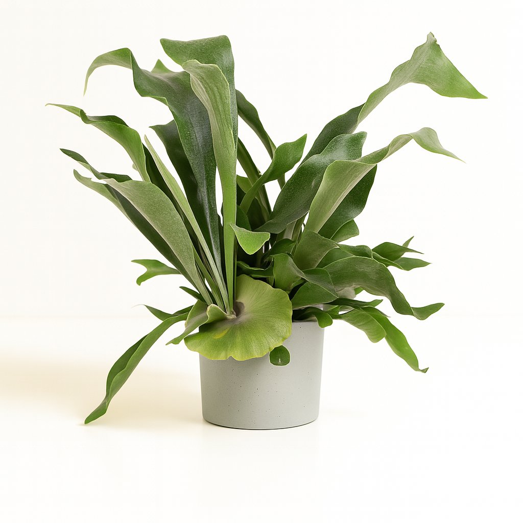 Platycerium Bifurcatum - 30cm in einem modernen Studio mit modernem Topf