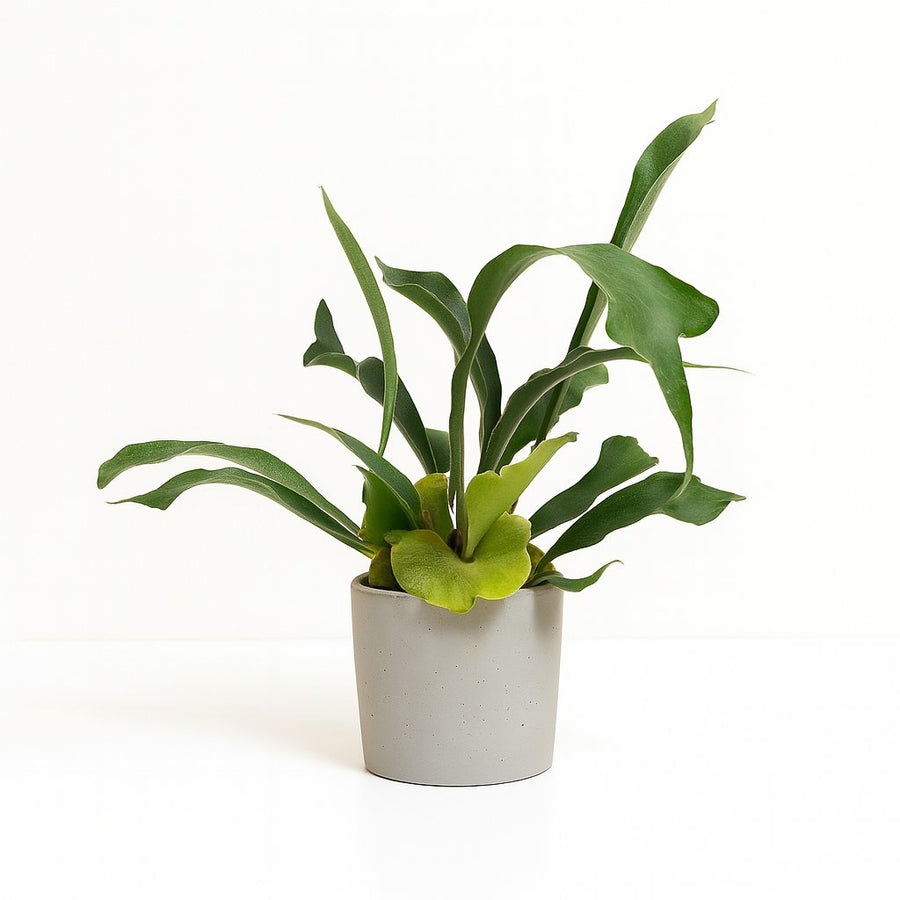 Platycerium Bifurcatum - 35cm in einem modernen Studio mit modernem Topf