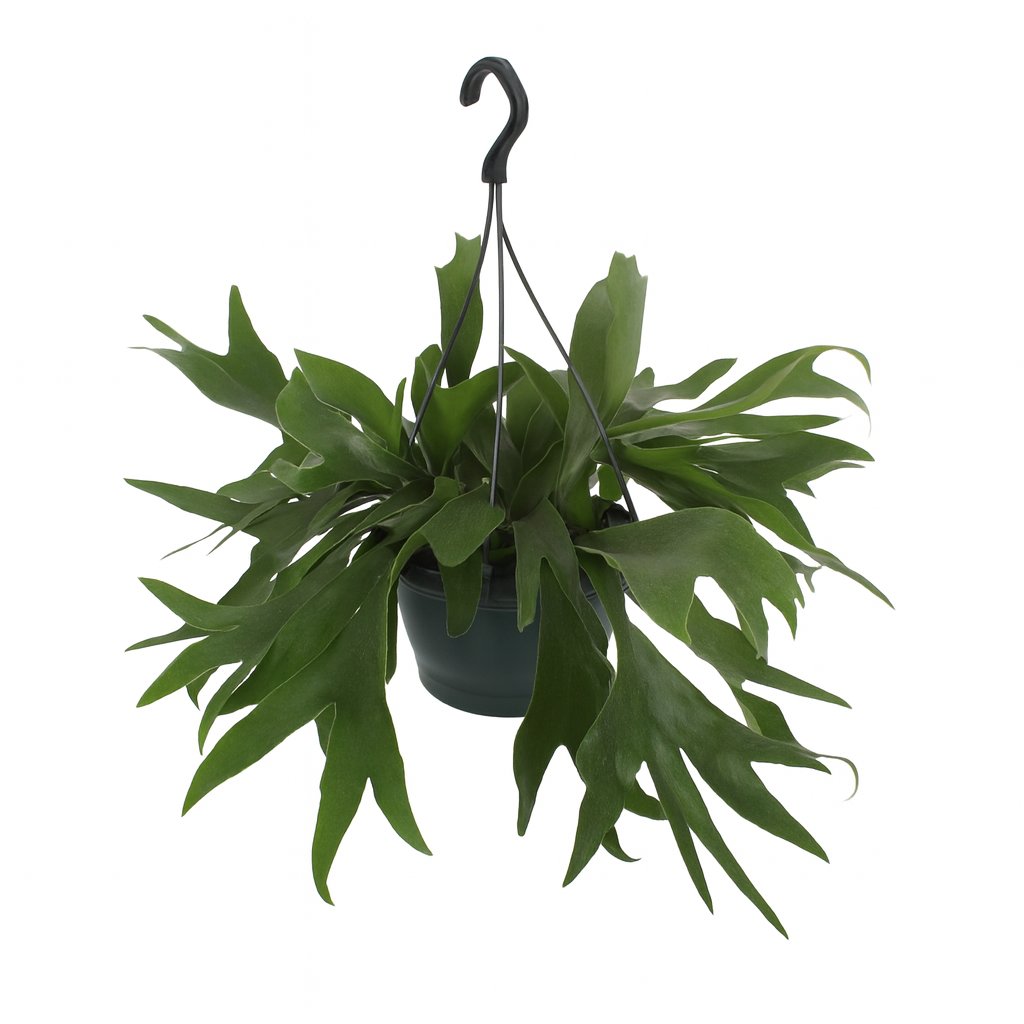 Platycerium Bifurcatum - 50cm in einem modernen Studio mit modernem Topf