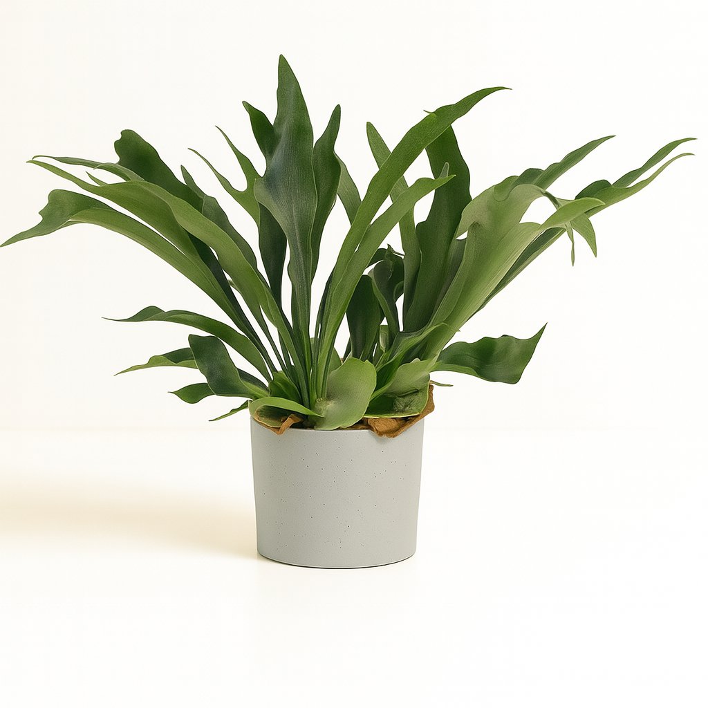 Platycerium Bifurcatum - 50cm in einem modernen Studio mit modernem Topf