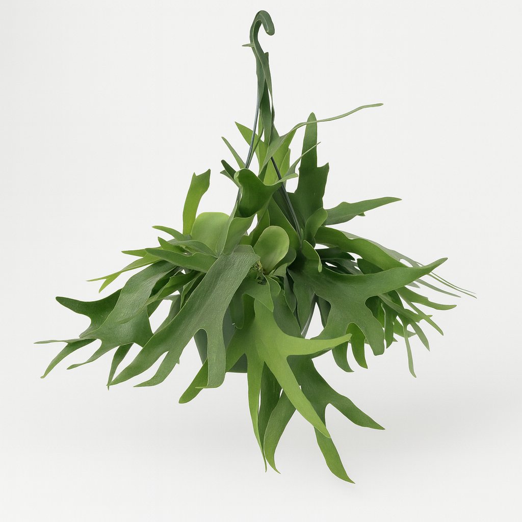 Platycerium Hertshoorn hängend - 50cm in einem modernen Studio mit modernem Topf