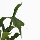 Platycerium Bifurcatum - 35cm