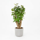 Polyscias Fabian - 60cm in einem modernen Studio mit modernem Topf