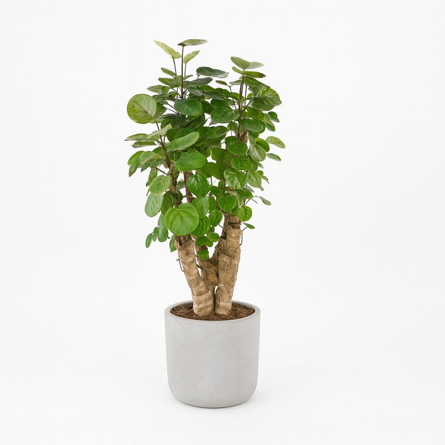 Polyscias Fabian - 60cm in einem modernen Studio mit modernem Topf