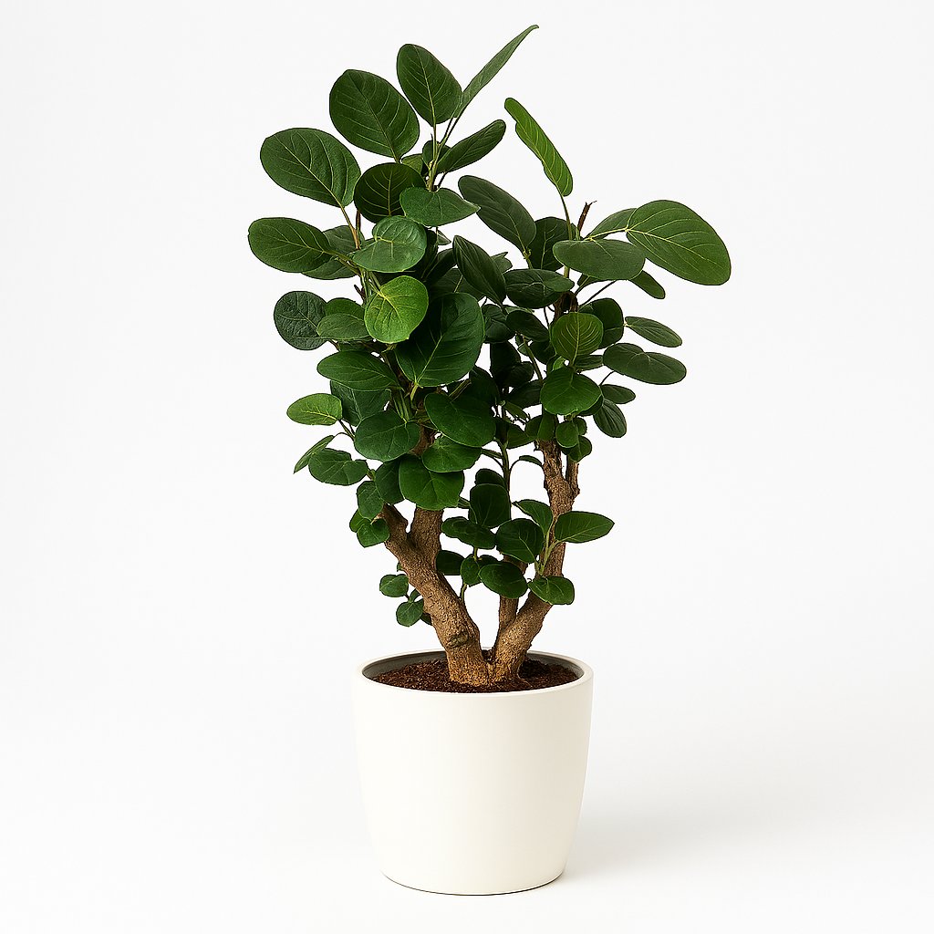 Polyscias Fabian - 95cm in einem modernen Studio mit modernem Topf