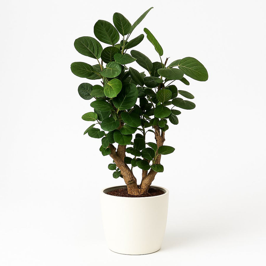 Polyscias Fabian - 95cm in einem modernen Studio mit modernem Topf