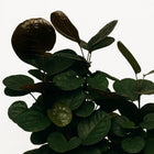 Polyscias Fabian - 95cm