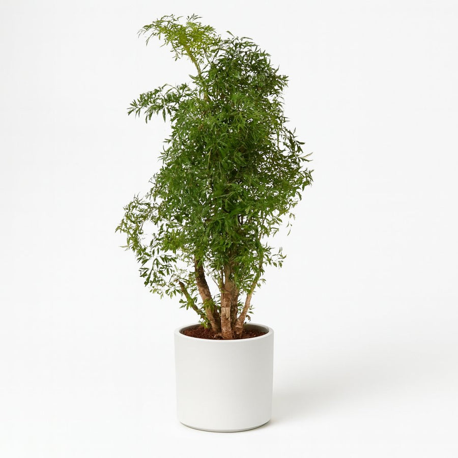 Polyscias Hawaiiana Ming - 65cm in einem modernen Studio mit modernem Topf