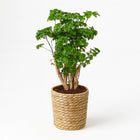 Polyscias Roble - 60cm in einem modernen Studio mit modernem Topf