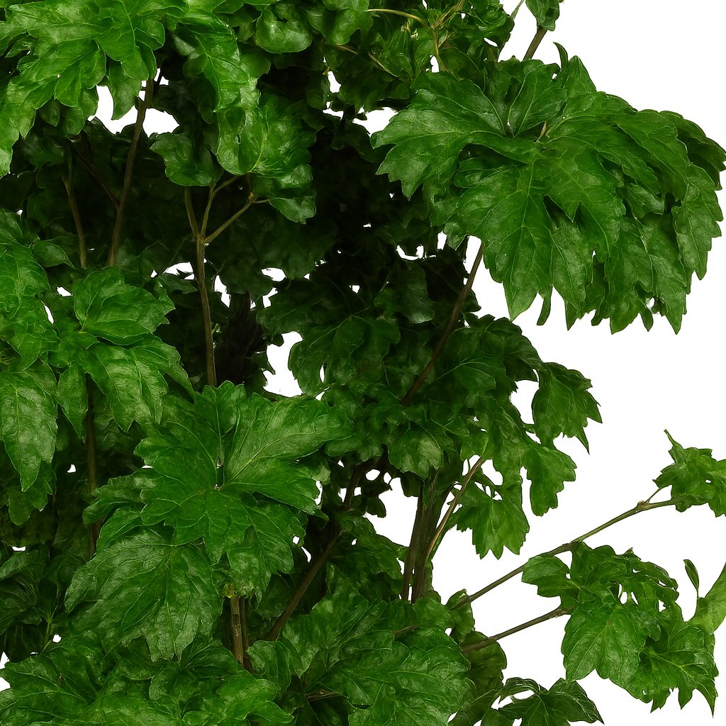 Polyscias Roble - 60cm