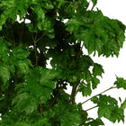 Polyscias Roble - 60cm