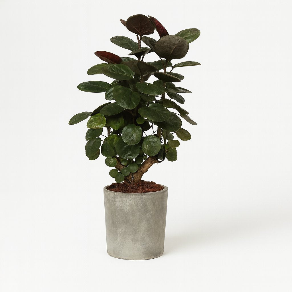 Polyscias Scutellaria Fabian - 60cm in einem modernen Studio mit modernem Topf