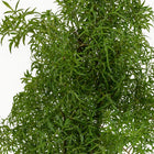 Polyscias Hawaiiana Ming - 65cm