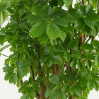 Polyscias Roble - 80cm