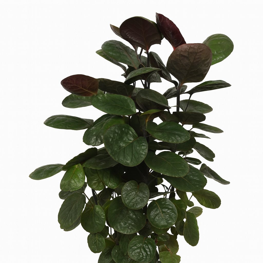 Polyscias Scutellaria Fabian - 60cm