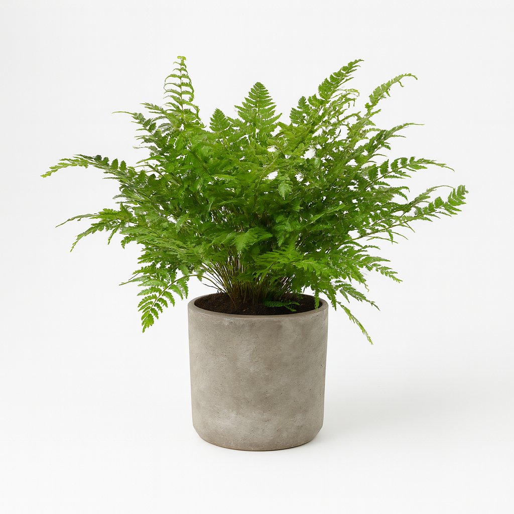 Polystichum Tsussimense / Athyrium - 30cm in einem modernen Studio mit modernem Topf