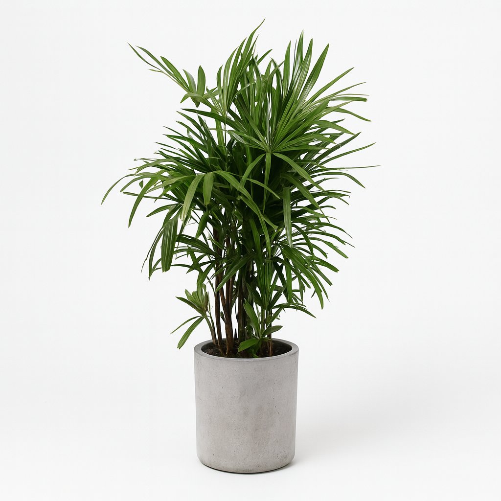 Rhapis Excelsa - 120cm in einem modernen Studio mit modernem Topf