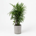 Rhapis Excelsa - 120cm in einem modernen Studio mit modernem Topf