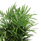 Rhapis Excelsa - 120cm