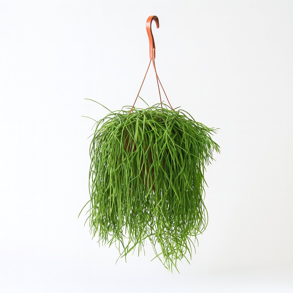 Rhipsalis Baccifera Shaferi - 60cm in einem modernen Studio mit modernem Topf