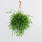 Rhipsalis Pulchra - 35cm in einem modernen Studio mit modernem Topf