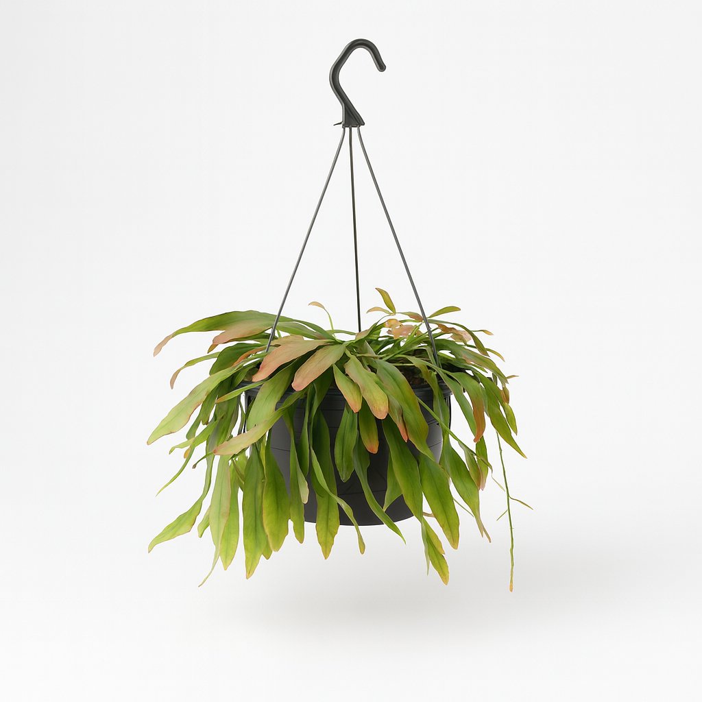 Rhipsalis Red Coral - 25cm in einem modernen Studio mit modernem Topf