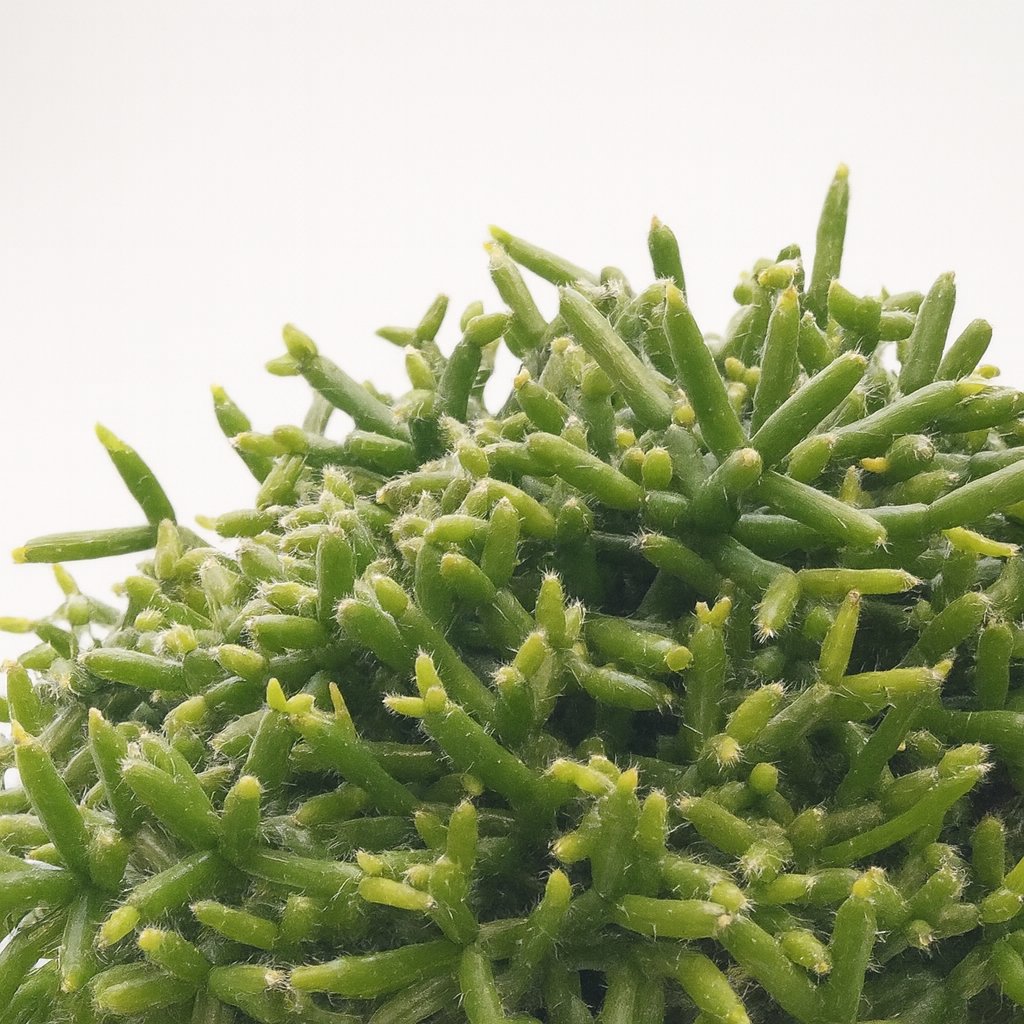 Rhipsalis Burchellii - 20cm