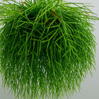 Rhipsalis Pulchra - 35cm