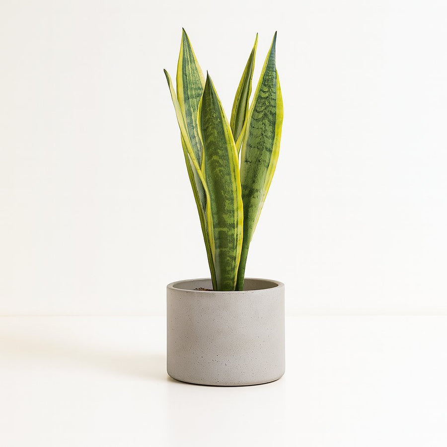 Sansevieria Aubrytniana Lauren - 50cm in einem modernen Studio mit modernem Topf