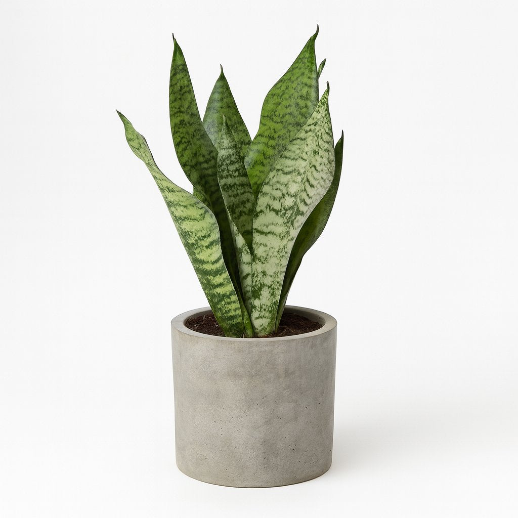 Sansevieria Black Coral - 35cm in einem modernen Studio mit modernem Topf