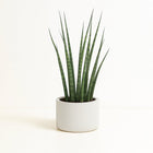 Sansevieria Fernwood Mikado - 40cm in einem modernen Studio mit modernem Topf