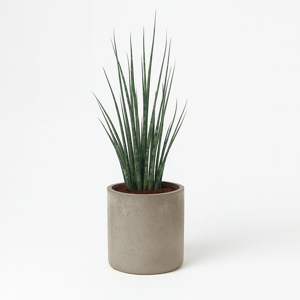 Sansevieria Fernwood Mikado - 80cm in einem modernen Studio mit modernem Topf