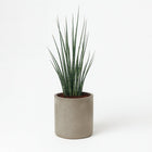 Sansevieria Fernwood Mikado - 80cm in einem modernen Studio mit modernem Topf