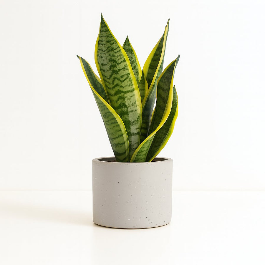 Sansevieria Futura Superba - 35cm in einem modernen Studio mit modernem Topf