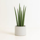 Sansevieria Mikado - 40cm in einem modernen Studio mit modernem Topf
