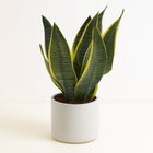 Sansevieria Superba - 40cm in einem modernen Studio mit modernem Topf