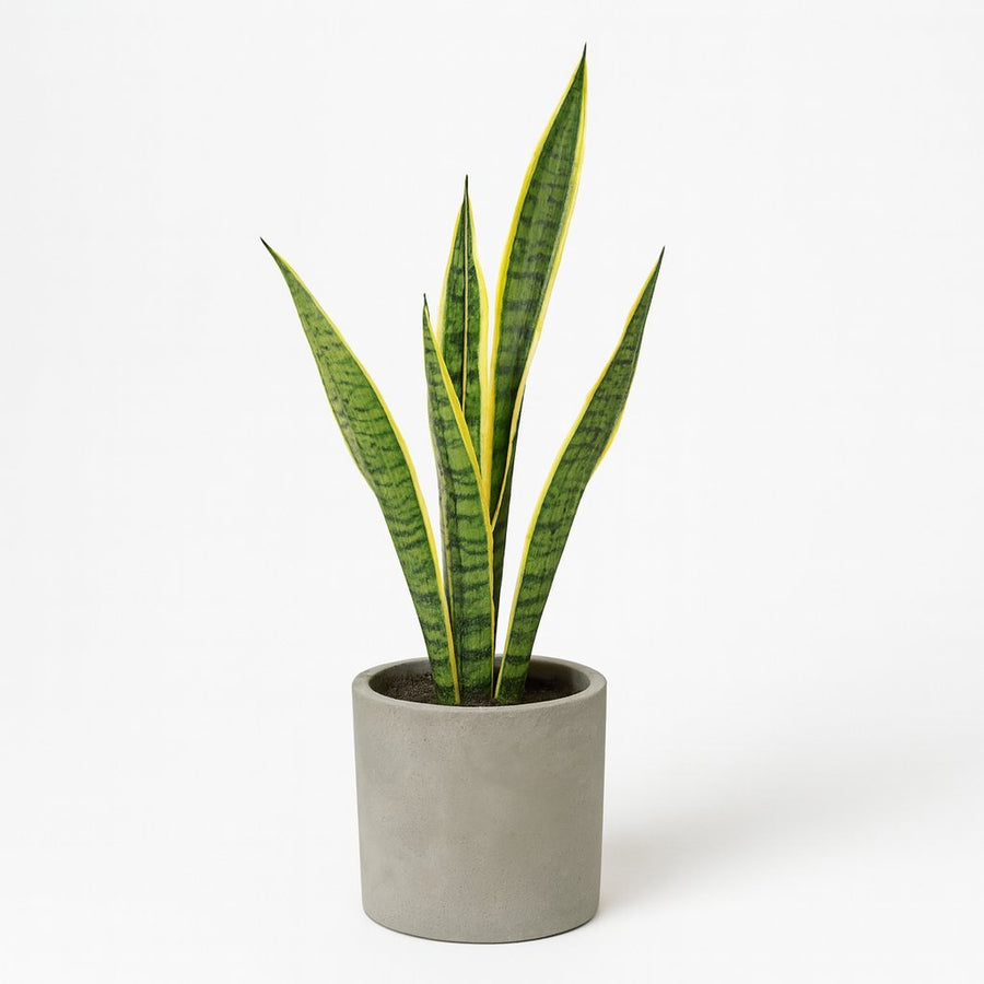 Sansevieria Trifasciata Laurentii - 60cm in einem modernen Studio mit modernem Topf