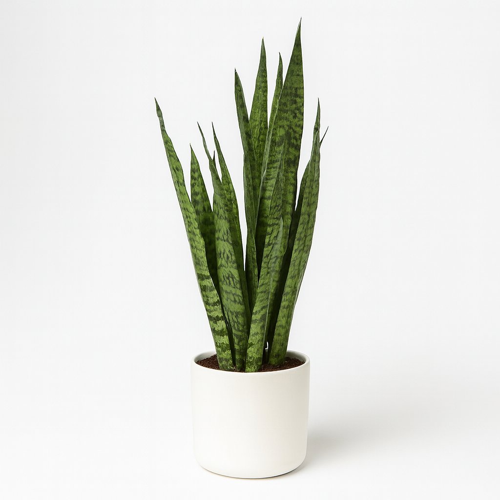 Sansevieria Zeylanica - 55cm