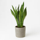 Sansevieria Zeylanica - 75cm in einem modernen Studio mit modernem Topf