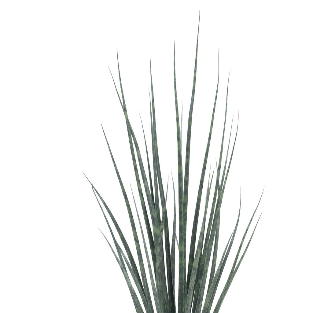 Sansevieria Fernwood Mikado - 80cm